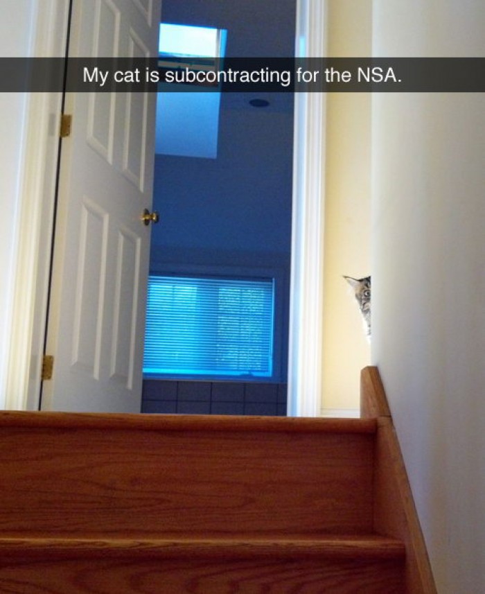My cat is subcontracting for the NSA.