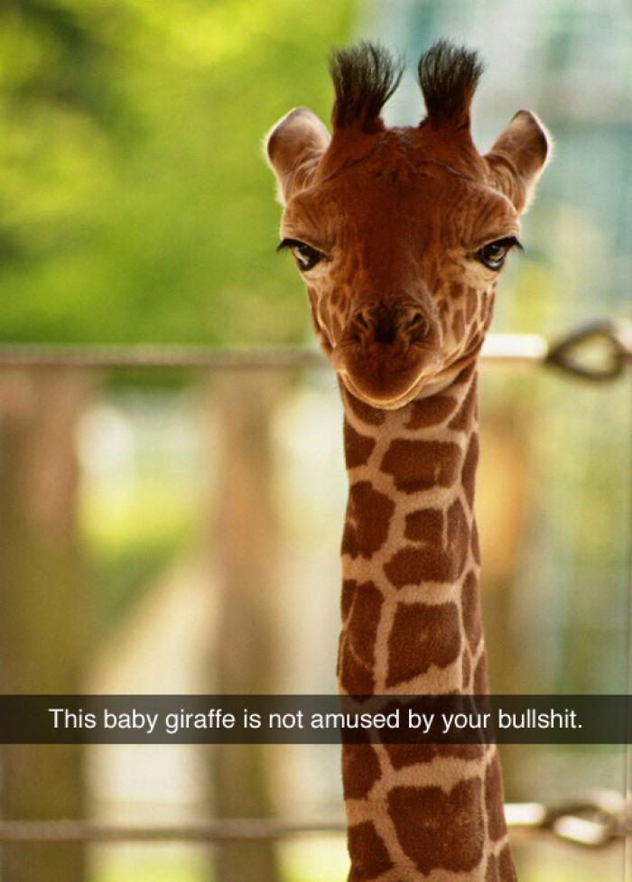 This giraffe is not amused by your bullshit