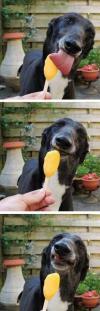 Dog Eating Ice Cream - Brain FREEZE