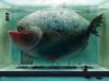 Big Fish In Big Tank - Digital Art Painting - Beautiful Drawing