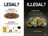 Legal Illegal Marijuana