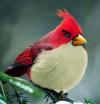 Real life Angry Birds