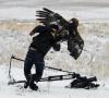 No more filming - hawk bird attacks man
