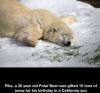 Pike, a 30 year old Polar Bear was gifted 10 tons of snow for his birthday in a California zoo