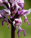 NAKED MAN ORCHID