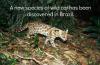 A new species of wild cat has been discovered in Brazil.
