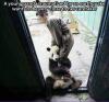 A young panda traumatized by an earthquake wants to be close to her caretaker