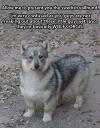 Allow me to present you the Swedish vallhund