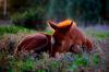 Baby Horse - Foal in the grass 
