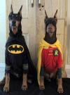 Batman and Robin - Two dogs