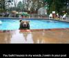 Bear - You build houses in my woods... I swim in your pool!