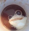 Best accidental cappuccino foam frog ever.