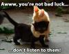 Black cat - Awww, you're not bad luck 
