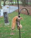 Squirrel gone nuts (scrotum, balls)