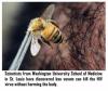 Science from Washington University school of medicine in St. Louis have discovered bee venom can kill the HIV virus