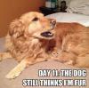 Cat and Dog - Day 11: The dog still thinks I'm fur 