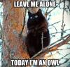 Cat - Leave me alone! Today I