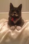 Cat with real moustache 