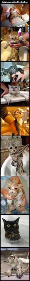Collection of Cats traumatized by baths...