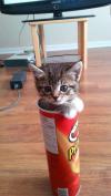 Cute kitten in Pringles