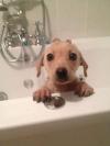 Cute little puppy taking a bath