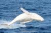 Migaloo - the only white humpback whale