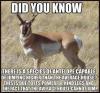 Did you know - Antelope that is capable of jumping higher than the average house!
