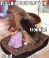 Dog And Kid In Trouble 