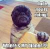 Dog - Dud you're eating!