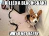 Dog - I killed a black snake. Why U not happy?