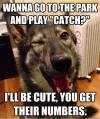 Dog - Wanna go to the park and play "Catch"? I