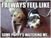 Dogs - I always feel like some puppy's watching me..