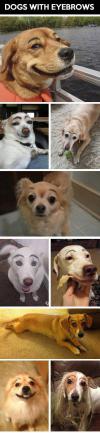 Dogs with eyebrows.