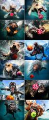 Dogs Catching Ball Under Water by Seth Casteel