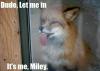 Fox - Dude, Let me in It's me, Miley.