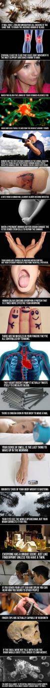 Fun facts you should know about your body