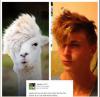 Haircut to look like llama !