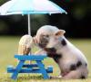 Having a bad day? Please enjoy this picture of a piglet eating an ice cream