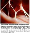 Heart stings (tendons) inside the human heart.