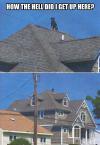 How did the dog get on the top of the house?