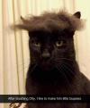 I Like to make my cat a little toupees after I brush him.