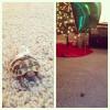 If you don't want to lose your turtle as it walks around the house