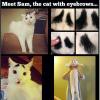 Meet Sam, The cat with eyebrows
