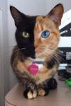 Meet Venus, the Chimera cat with two faces.