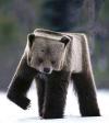Minecraft in real life. The Cube Bear