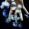 Moon jellyfish babies!