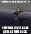 Never be cool as this duck surfing!