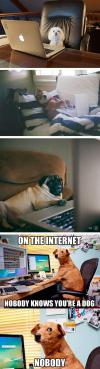 On the Internet nobody knows you're a dog