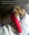 Our friend's dog broke her leg, I've never laughed so hard and felt so bad for an animal at the same time