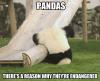 Pandas - There's a reason why they're endangered